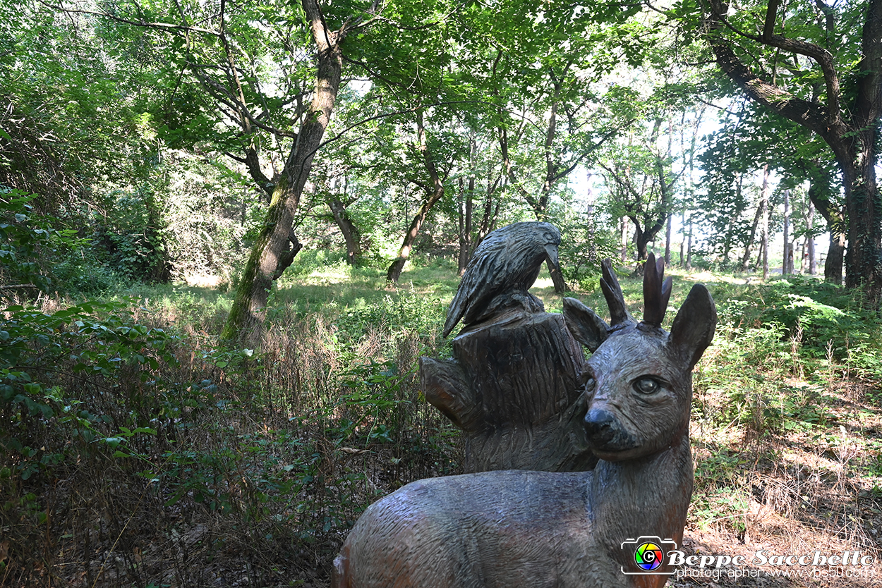 VBS_4758 - Il bosco fatato - Montaldo Roero.jpg